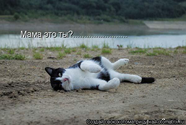 Котоматрица: Мама это ты?........................