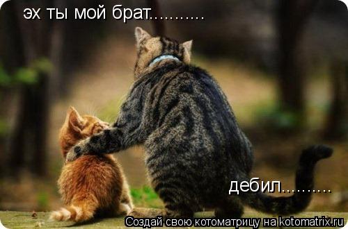 Котоматрица: эх ты мой брат........... дебил..........