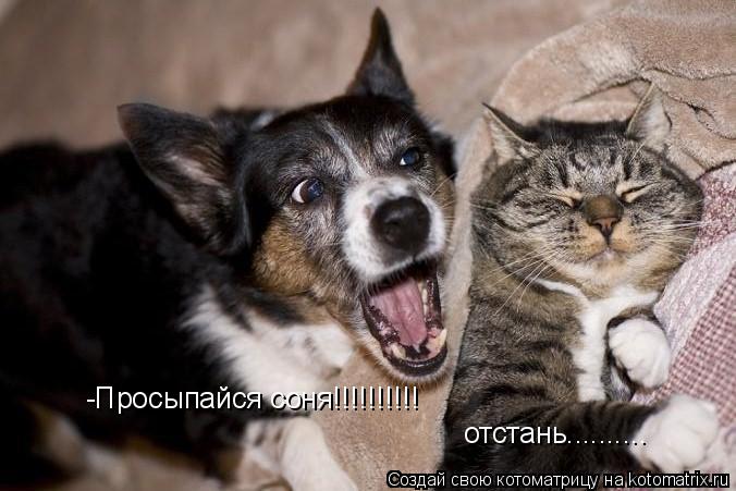 Котоматрица: -Просыпайся соня!!!!!!!!!!  отстань..........
