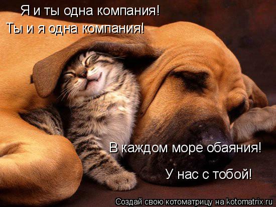 Котоматрица: Я и ты одна компания! Ты и я одна компания! В каждом море обаяния! У нас с тобой!