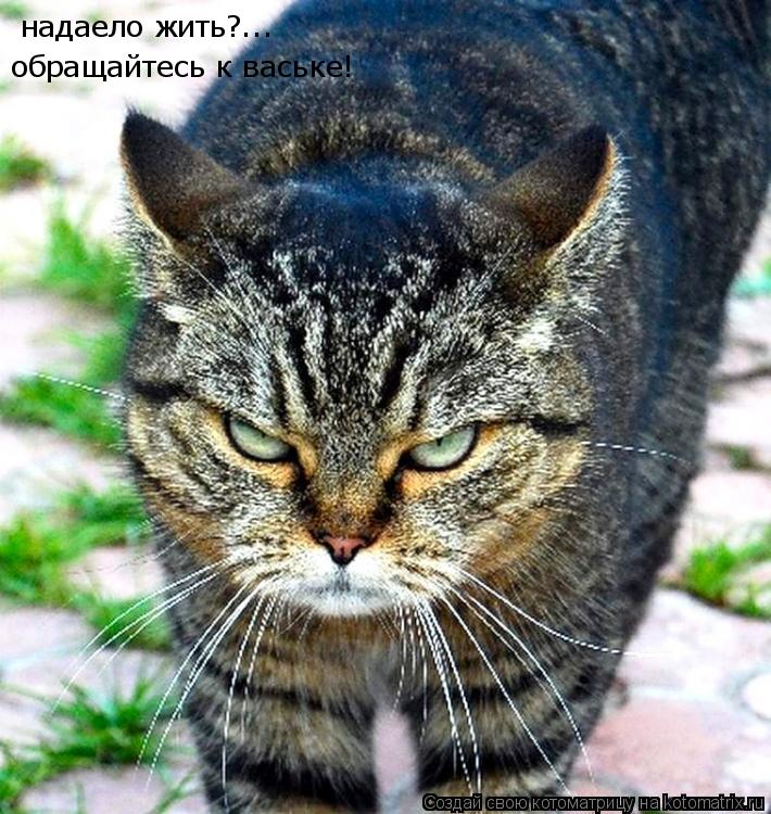Котоматрица: надаело жить?... обращайтесь к ваське! обращайтесь к ваське!