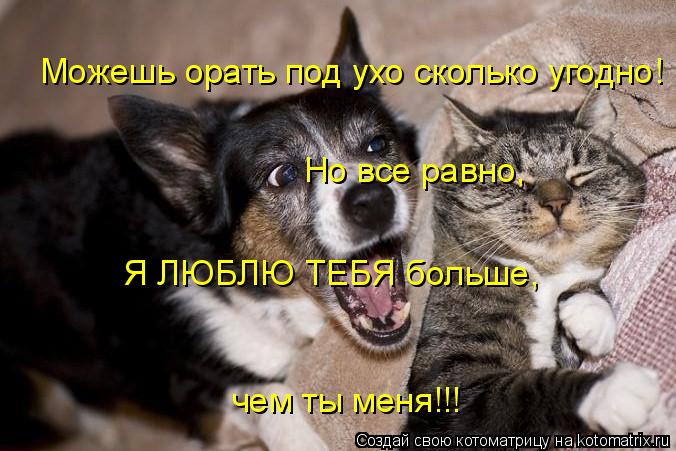 Котоматрица: Можешь орать под ухо сколько угодно! Но все равно,  Я ЛЮБЛЮ ТЕБЯ больше,  чем ты меня!!!
