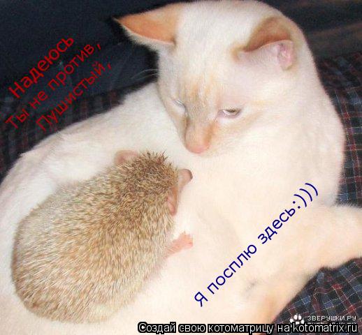 Котоматрица: Надеюсь Ты не против, Пушистый, Я посплю здесь:)))