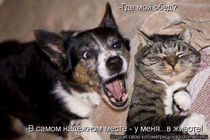 Котоматрица: -Где мой обед? -В самом надёжном месте - у меня...в животе!