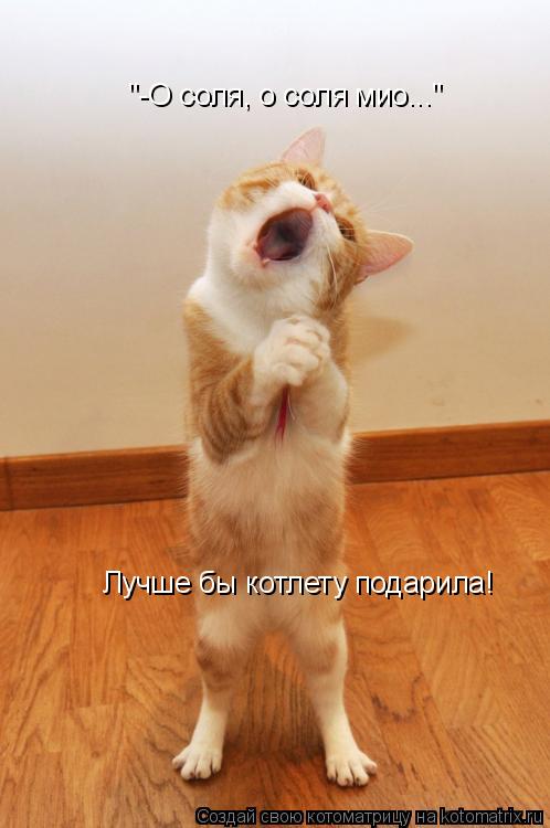 Котоматрица: "-О соля, о соля мио..." Лучше бы котлету подарила!