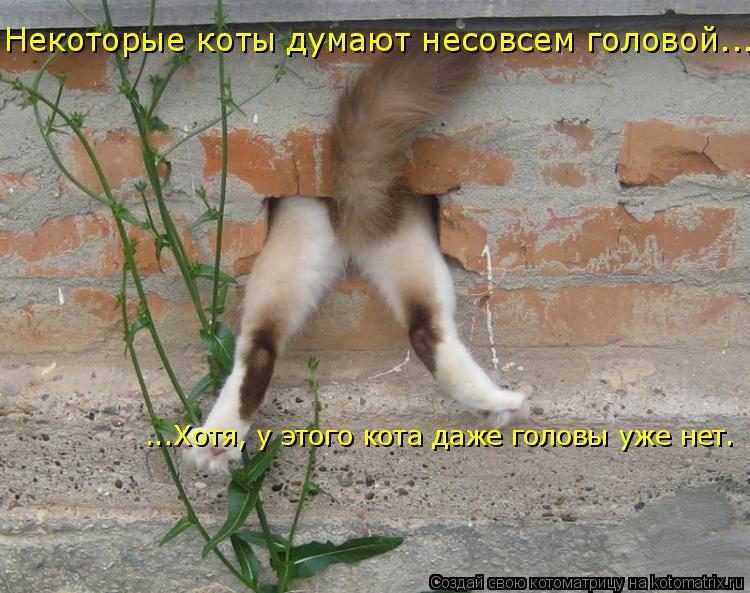 Котоматрица: Некоторые коты думают несовсем головой... ...Хотя, у этого кота даже головы уже нет.