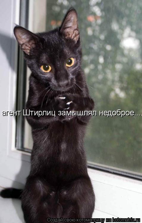 Котоматрица: агент Штирлиц замышлял недоброе....