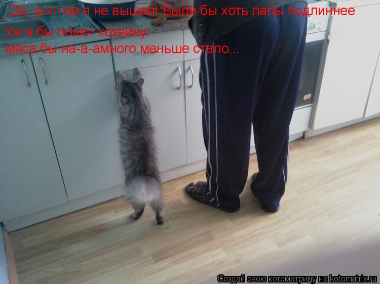 Котоматрица: Эх, ростом я не вышел! Были бы хоть лапы подлиннее Уж я бы помог хозяину: мяса бы на-а-амного меньше стало...