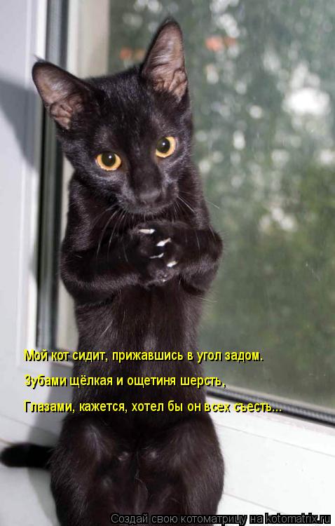Котоматрица: Мой кот сидит, прижавшись в угол задом. Зубами щёлкая и ощетиня шерсть, Глазами, кажется, хотел бы он всех съесть...