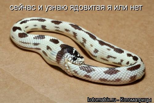 Котоматрица: сейчас и узнаю ядовитая я или нет