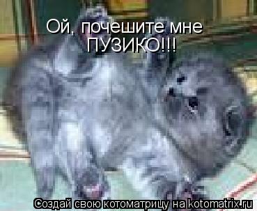 Котоматрица: Ой, почешите мне ПУЗИКО!!!