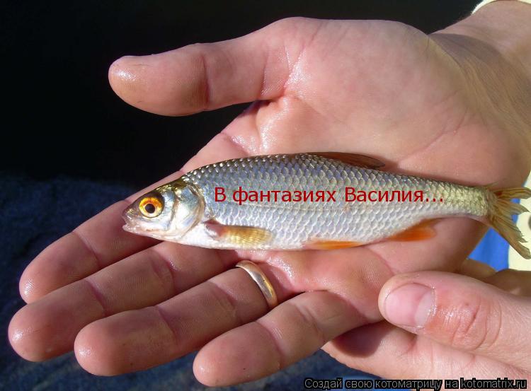 Котоматрица: В фантазиях Василия...