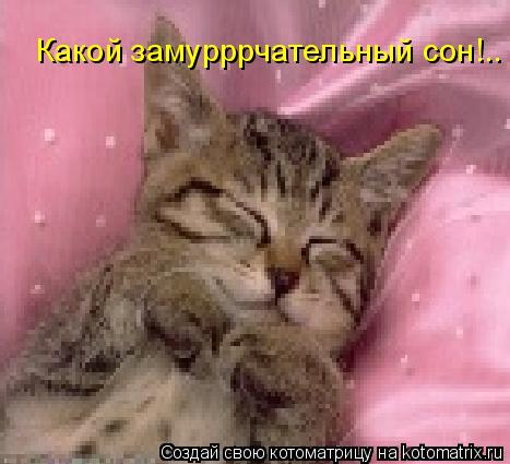 Котоматрица: Какой замурррчательный сон!..