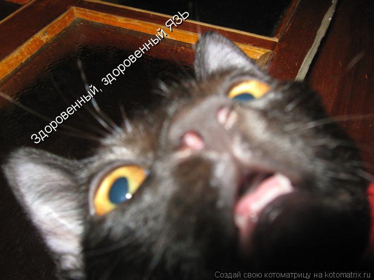 Котоматрица: Здоровенный, здоровенный ЯЗЬ