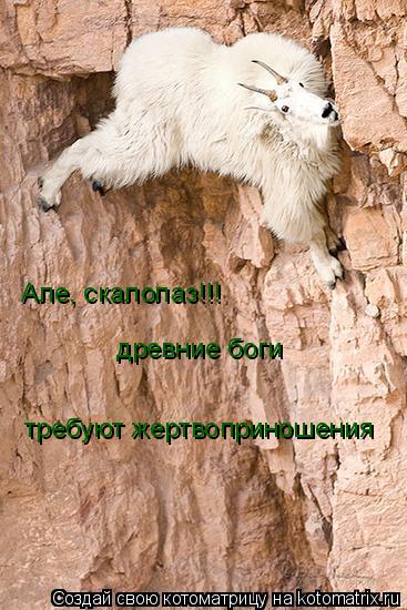 Котоматрица: древние боги требуют жертвоприношения Але, скалолаз!!!