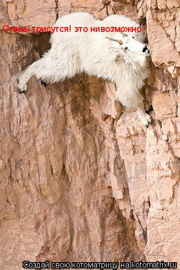 Котоматрица: Стены трисутся! это нивозможно