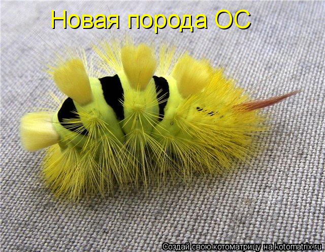 Котоматрица: Новая порода ОС