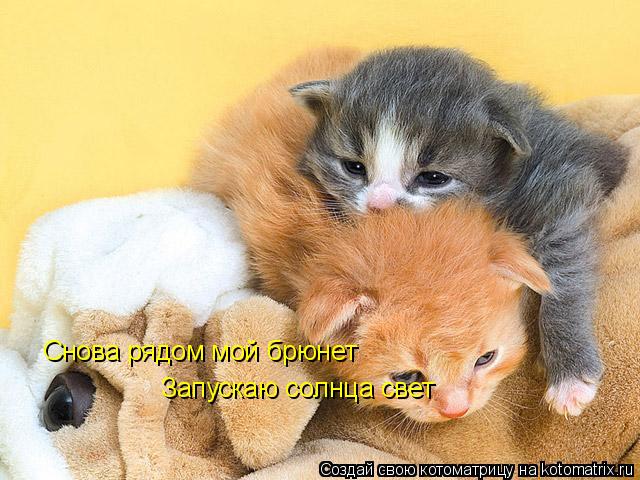 Котоматрица: Снова рядом мой брюнет Запускаю солнца свет