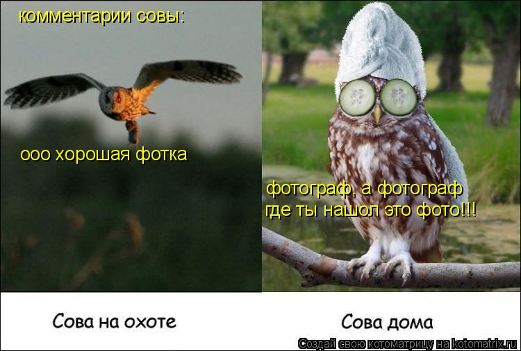 комментарии совы: ооо хорошая фотка фотограф, а фотограф где ты нашол это фото!!!... Котоматрица: комментарии совы: ооо хорошая фотка фотограф, а фотограф где ты нашол это фото!!!