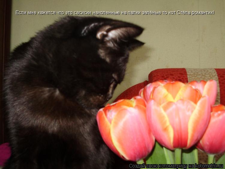 Котоматрица: Если мне кажется что это сасиски наколенные на палки зелёные то кот Стёпа романтик!