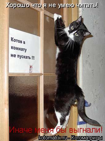 Котоматрица: Хорошо что я не умею читать!  Иначе меня бы выгнали!