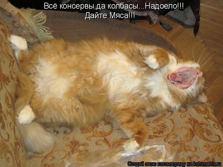 Котоматрица: Всё консервы,да колбасы...Надоело!!! Дайте Мяса!!!