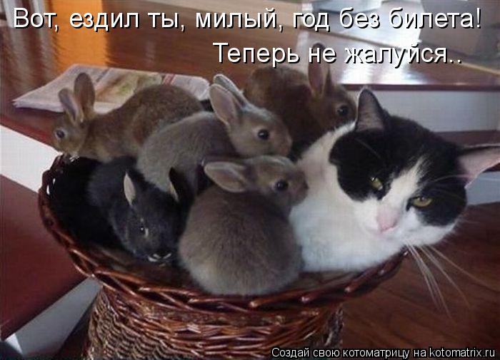 Котоматрица: Вот, ездил ты, милый, год без билета!  Теперь не жалуйся..