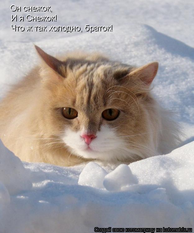 Котоматрица: Он снежок, И я Снежок! Что ж так холодно, браток!