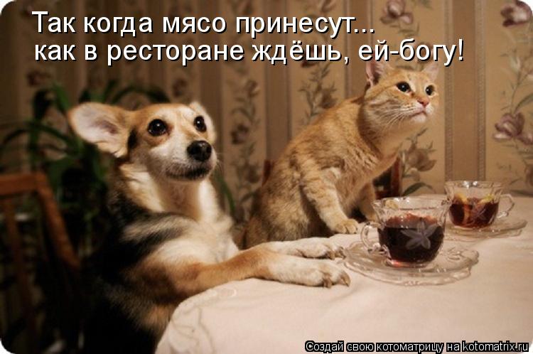 Котоматрица: Так когда мясо принесут...  как в ресторане ждёшь, ей-богу!