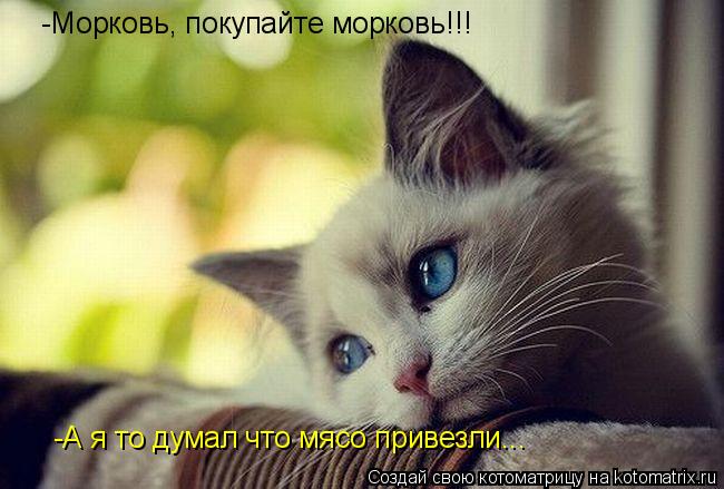 Котоматрица: -Морковь, покупайте морковь!!! -А я то думал что мясо привезли...