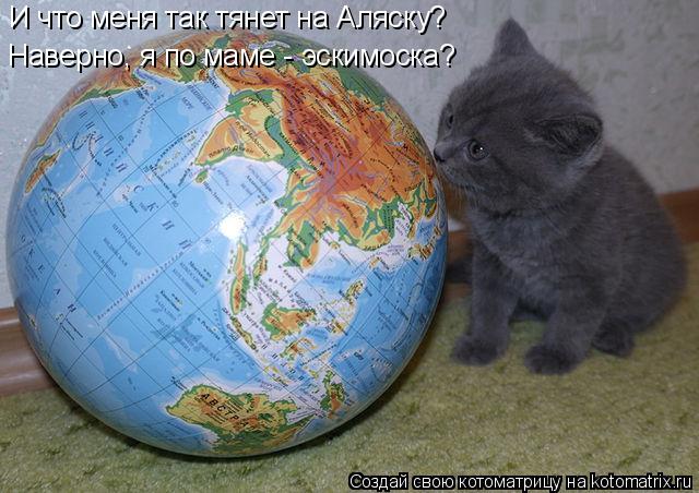 Котоматрица: И что меня так тянет на Аляску? Наверно, я по маме - эскимоска?