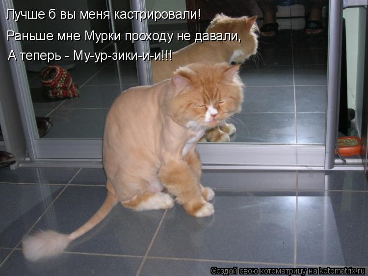 Котоматрица: Лучше б вы меня кастрировали! Раньше мне Мурки проходу не давали, А теперь - Му-ур-зики-и-и!!!