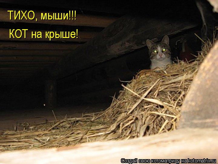 Котоматрица: ТИХО, мыши!!! КОТ на крыше!