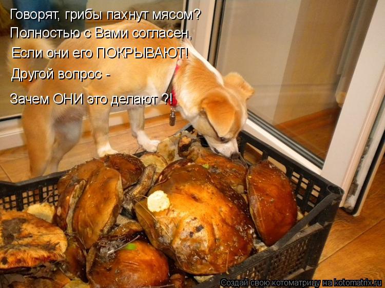 Котоматрица: Говорят, грибы пахнут мясом? Полностью с Вами согласен, Если они его ПОКРЫВАЮТ! Другой вопрос - Зачем ОНИ это делают ?!