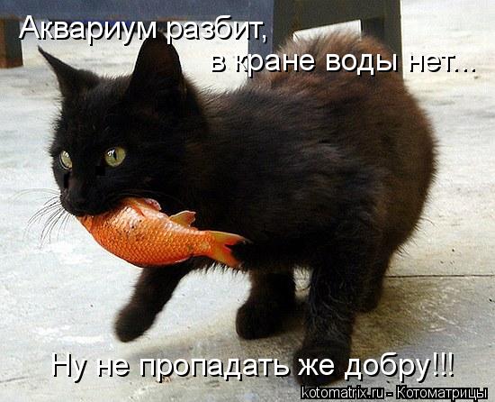Котоматрица: Аквариум разбит,  в кране воды нет... Ну не пропадать же добру!!!