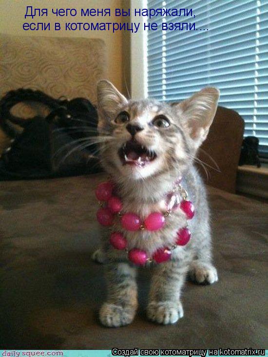 Котоматрица: Для чего меня вы наряжали, если в котоматрицу не взяли....