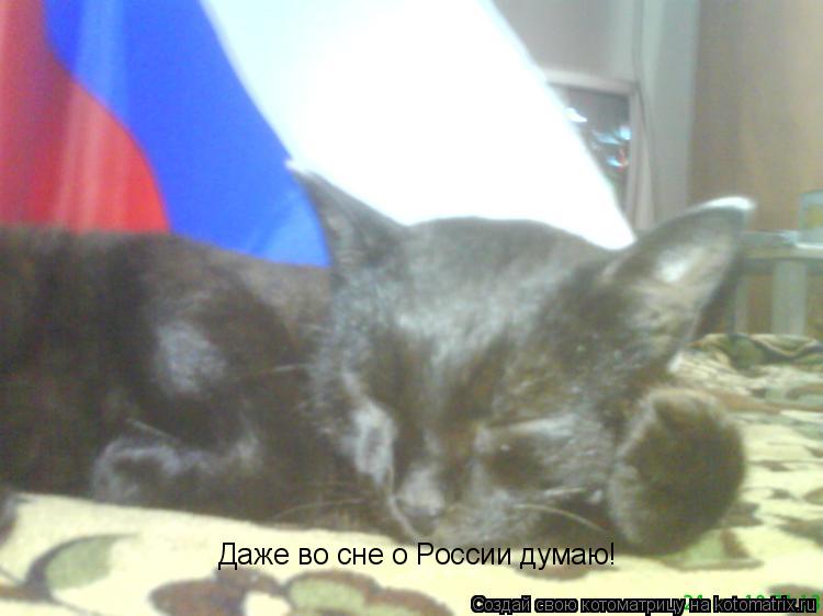 Котоматрица: Даже во сне о России думаю!
