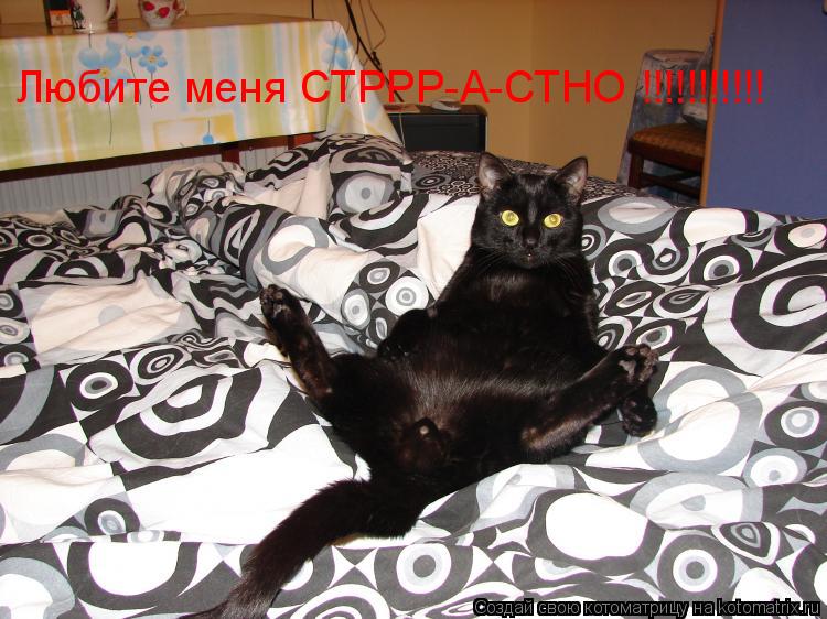 Котоматрица: Любите меня СТРРР-А-СТНО !!!!!!!!!!!