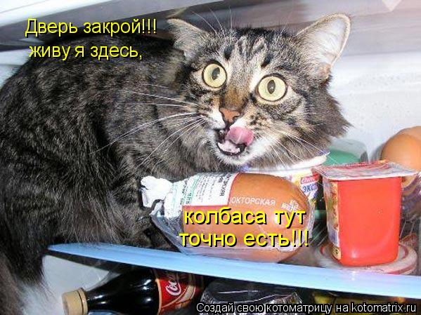 Котоматрица: Дверь закрой!!! живу я здесь, колбаса тут точно есть!!!
