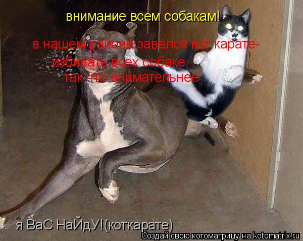 Котоматрица: внимание всем собакам! в нашем районе завёлся кот карате- избивать всех собаке так что внимательнее я ВаС НаЙдУ!(коткарате)
