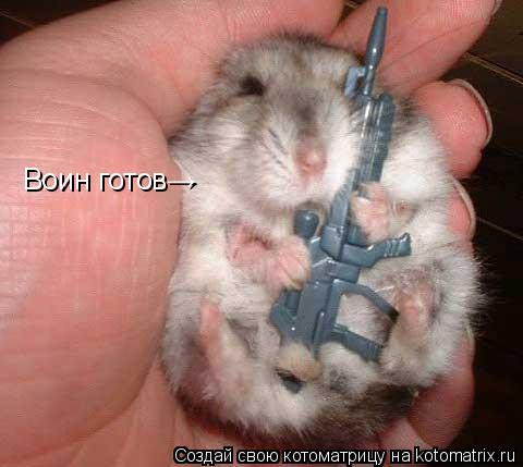 Котоматрица: Воин готов→