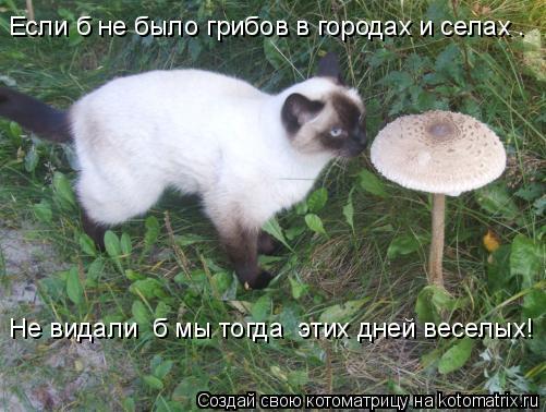 Котоматрица: Если б не было грибов в городах и селах — Не видали  б мы тогда  этих дней веселых!