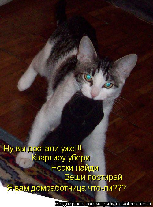 Котоматрица: Ну вы достали уже!!!  Квартиру убери Носки найди Вещи постирай Я вам домработница что-ли???