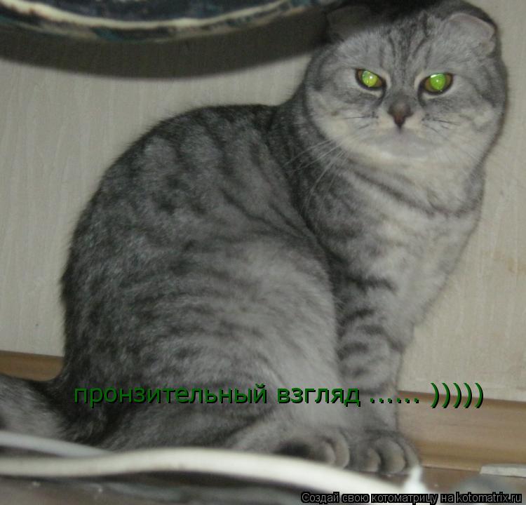 Котоматрица: пронзительный взгляд ...... )))))