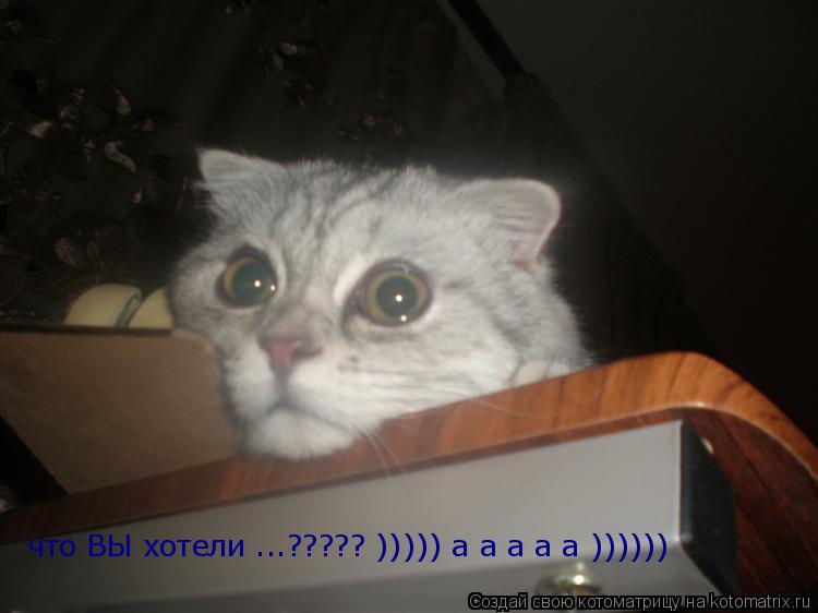 Котоматрица: что ВЫ хотели ...????? ))))) а а а а а ))))))