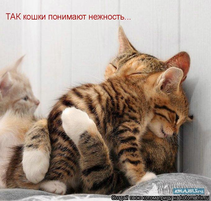 Котоматрица: ТАК кошки понимают нежность...