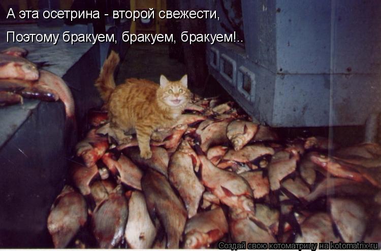 Котоматрица: Поэтому бракуем, бракуем, бракуем!.. А эта осетрина - второй свежести,