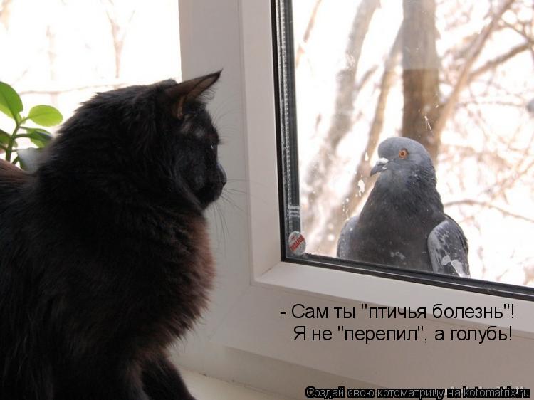 Котоматрица: - Сам ты "птичья болезнь"! Я не "перепил", а голубь!