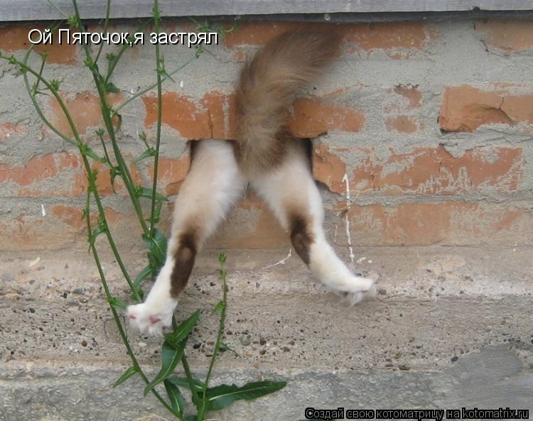 Котоматрица: Ой Пяточок,я застрял Ой Пяточок,я застрял