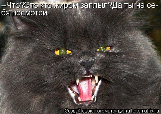 Котоматрица: --Что?Это кто жиром заплыл?Да ты на се- бя посмотри!